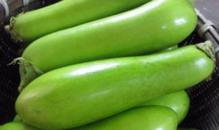 绿根茄子和紫根茄子有什么区别吗 绿皮茄子是哪里产的